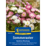 Kiepenkerl Dwarf China Aster "Bambina mix"