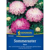 Kiepenkerl Summer Aster- "Opus"