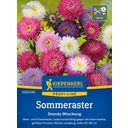 Kiepenkerl Summer Aster 