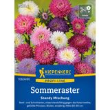 Kiepenkerl Summer Aster "Standy Mix"