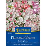 Kiepenkerl "Blushing Bride" Phlox