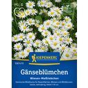 Kiepenkerl Daisies - 1 Pkg