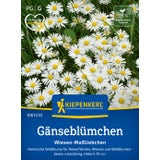 Kiepenkerl Common Daisy "Wiesen-Maßliebchen"