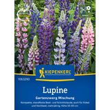 Kiepenkerl Lupins "Gartenzwerg Mischung"