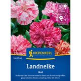 Kiepenkerl "Ikat" Carnations