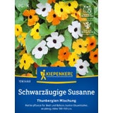 Kiepenkerl Black Eyed Susan "Thunbergien Mischung"