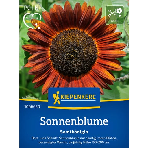 Kiepenkerl Sonnenblume "Samtkönigin" - 1 Pkg