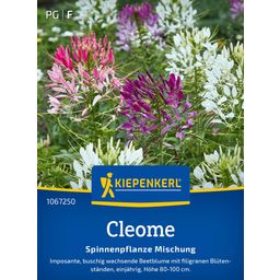 Kiepenkerl Cleome Spinnenpflanze Mischung - 1 Pkg