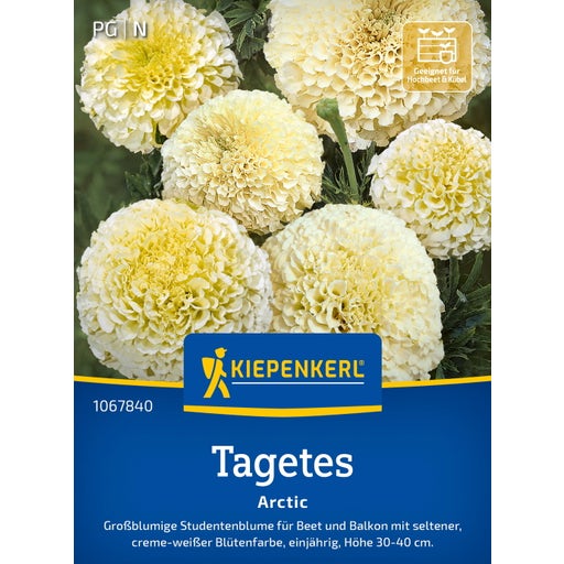 Kiepenkerl Tagetes "Arctic" - 1 Pkg