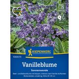 Kiepenkerl Heliotrope "Sonnenwende"