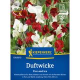 Kiepenkerl Sweet Pea "Fire and Ice"