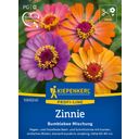 Kiepenkerl Zinnia - Bumblebee - 1 conf.