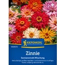 Zinnia 