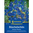 Kiepenkerl Phacelia campanularia - Desert Bluebells - 1 Pkg