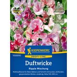 Kiepenkerl Duftwicke Ripple Mischung