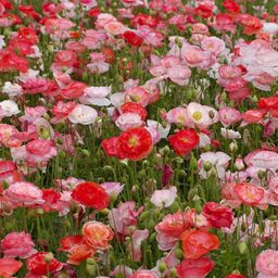 Piccolo Seeds Mohn 