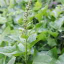 Piccolo Seeds Set di Semi - Foraging Wild Herbs