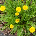 Piccolo Seeds Set di Semi - Foraging Wild Herbs