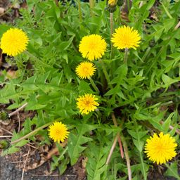 Piccolo Seeds Set di Semi - Foraging Wild Herbs