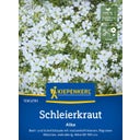 Kiepenkerl Gypsophila Alba - 1 Pkg