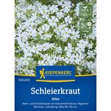 Kiepenkerl Gypsophila - Einfach Weiße