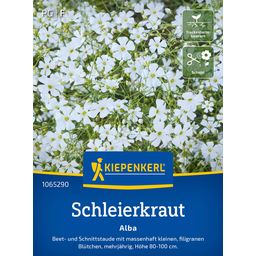 Kiepenkerl Gypsophila Alba - 1 Pkg