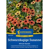 Kiepenkerl Schwarzäugige Susanne African Sunset