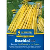 Kiepenkerl Bush Beans Sonesta