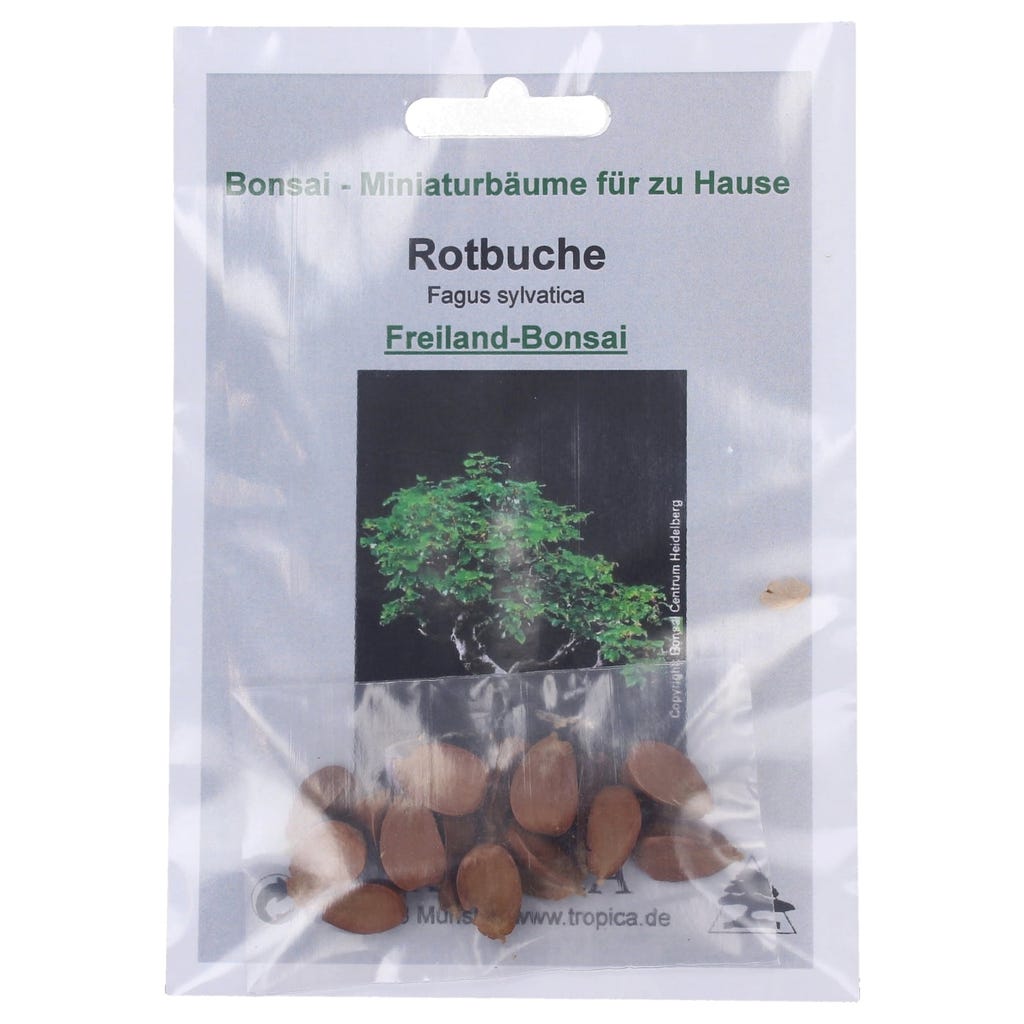 TROPICA Rotbuche - Freilandbonsai, 10 Korn - Bloomling Belgien