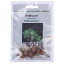 TROPICA Red Beech - Outdoor Bonsai