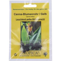 TROPICA Canna indica