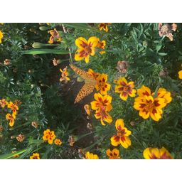 Culinaris Tagetes Patula - Kolibrie