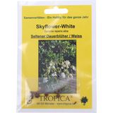 TROPICA Duranta repens alba - Skyflower-White