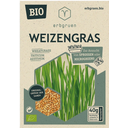 Organic Seeds for Microgreens/Sprouts - Wheatgrass