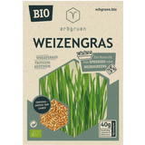 Organic Seeds for Microgreens/Sprouts - Wheatgrass