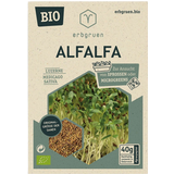 Organic Seeds for Microgreens/Sprouts - Alfalfa