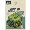 Zonnebloem - BIOLOGISCHE Microgroenten/Kiemzaden