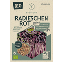 Radijzen Rood - BIOLOGISCHE Microgroenten/Kiemzaden