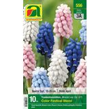 AUSTROSAAT Muscari "Color Festival Blend"