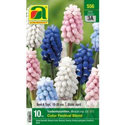 AUSTROSAAT Muscari 