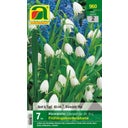 AUSTROSAAT Frühlingsknotenblume 