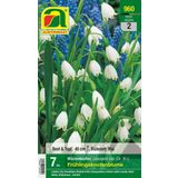 AUSTROSAAT Frühlingsknotenblume "Märzenbecher"