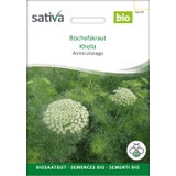 Sativa Organic Ammi visnaga (Toothpick Plant)