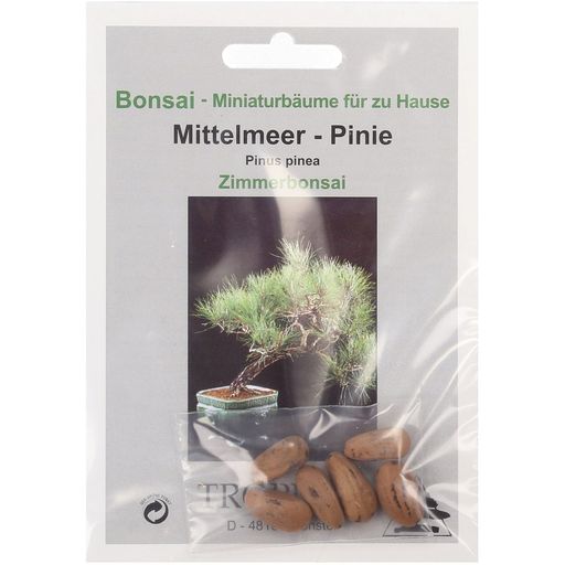 TROPICA Stone Pine - 6 Seeds