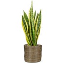 Scheurich Seagrass Planter - Black - Ø 17 cm