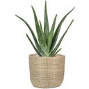 Scheurich Seagrass Planter - White - Ø 17 cm