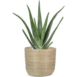 Scheurich Seagrass Planter - White - 32