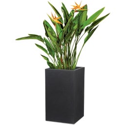 Scheurich C-Cube High Planter - Stony Black - H 54