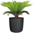 Scheurich Linetto Planter - Stony Black - 47