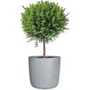 Scheurich Linetto Planter - Stone Grey - 40